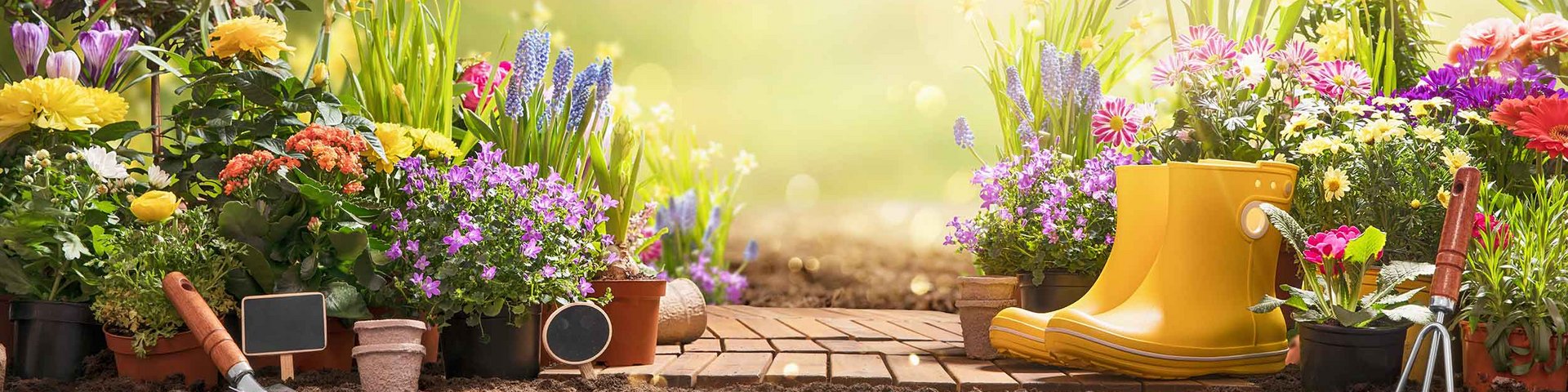 En farverig have med blomster i mange nuancer omkranser en træsti. Til højre står et par gule gummistøvler, og der er haveværktøj og potter spredt omkring. Sollyset bader scenen i en varm glød, hvilket skaber en hyggelig atmosfære.